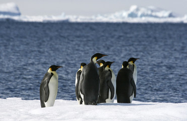 Obraz premium Emperor penguins (Aptenodytes forsteri)