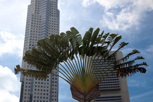 Palme vor der Skyline von Singapur