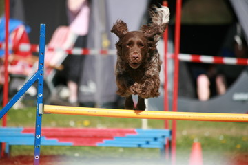 Hund über Sprung