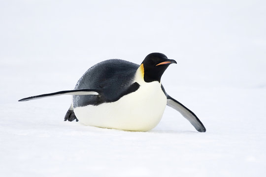 Emperor penguin (Aptenodytes forsteri)