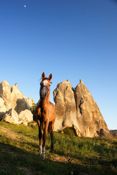 Cappadocia - Turkey, Fairy Chimneys and an horse