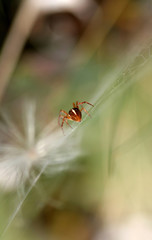Spider 2