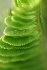 Leaves