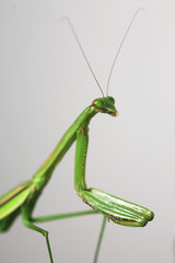 praying mantis