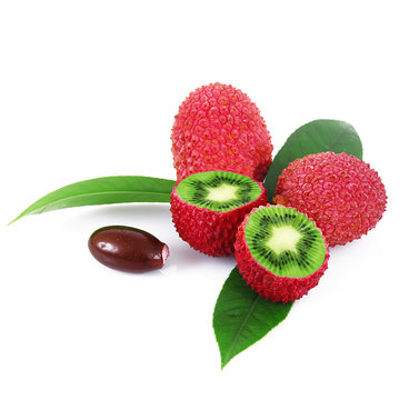lycis-kiwi