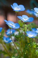 鮮やかなネモフィラ