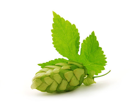Hop cone with leaf on white background