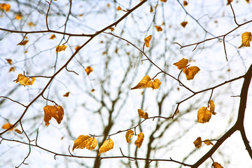 golden leaves on tree
