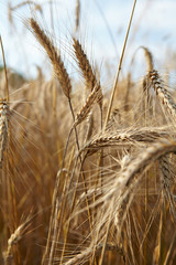 Wheat closeup