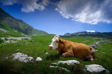 Fototapeta na wymiar Cow resting on green grass
