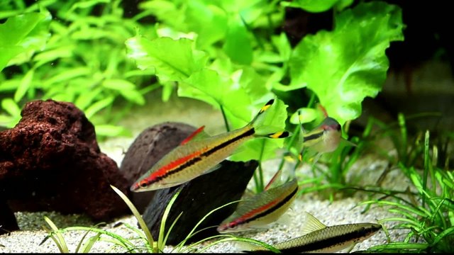 Fische Rotstreifenbarbe Puntius denisonii
