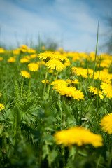 Gelbe Löwenzahnblüten auf einer Frühlingswiese