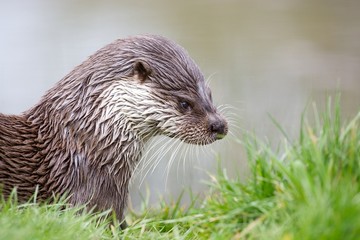 Eurasian Otter (Lutra lutra)