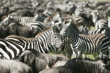 Fototapeta na wymiar Burchell's zebra (Equus burchelli)