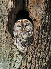 Tawny Owl (Strix aluco)