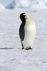 Fototapeta na wymiar Emperor penguin (Aptenodytes forsteri)