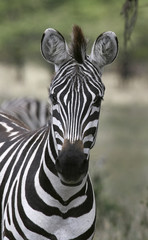 Naklejka premium Burchell's zebra (Equus burchelli)