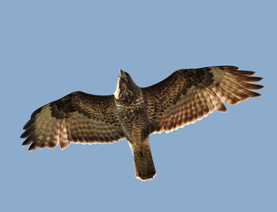 Common buzzard (Buteo buteo)