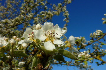 Birnenblüte