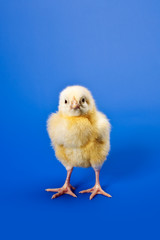 newborn small chicken on blue
