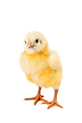 newborn small chicken on white