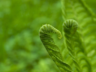 Fern