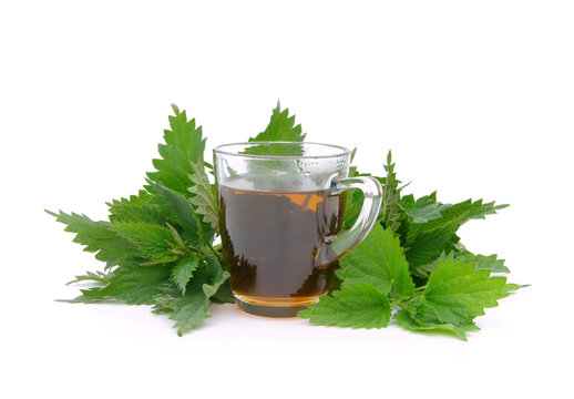 Tee Brennessel - tea nettle 08