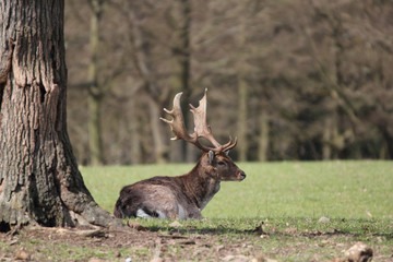 fallow deer