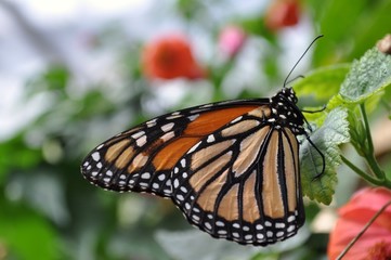 Fonneddiges Queen butterfly
