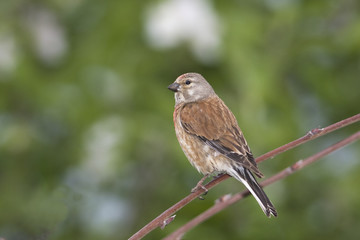 Linnet male (Carduelis cannabina) on a branch