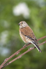 linnet male (Carduelis cannabina) sitting on a branch