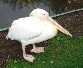 Bird Pink pelican Pelecanus onocrotalus
