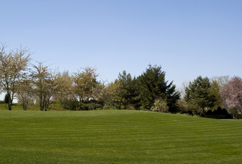 Fototapeta na wymiar a perfect green lawn in a big garden