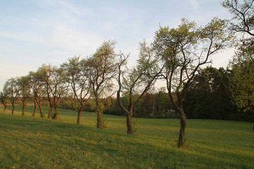 Fototapeta na wymiar Schiefe Bäume
