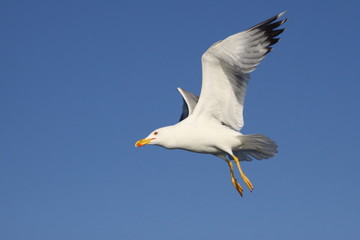 seagull