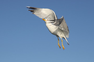 seagull