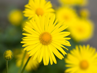 Summer yellow flowers Doronicum, macro