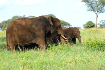 Female elephants and kids. Tanzania