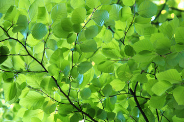 Fototapeta na wymiar Young beech leaves in spring
