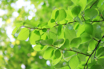 Fototapeta na wymiar Fresh leaves in spring