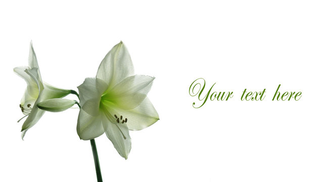 Amaryllis