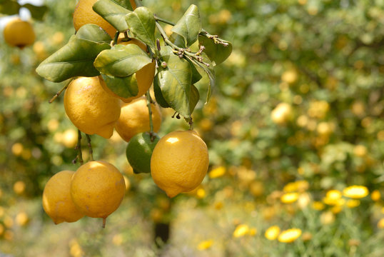 Zitronen Sizilien