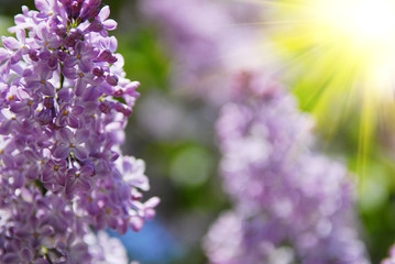 beautiful lilac flowers