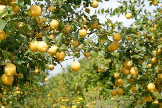 Zitronenbäume Sizilien