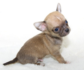 Chihuahua puppy