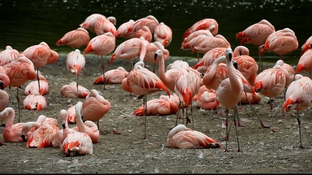 flamants roses