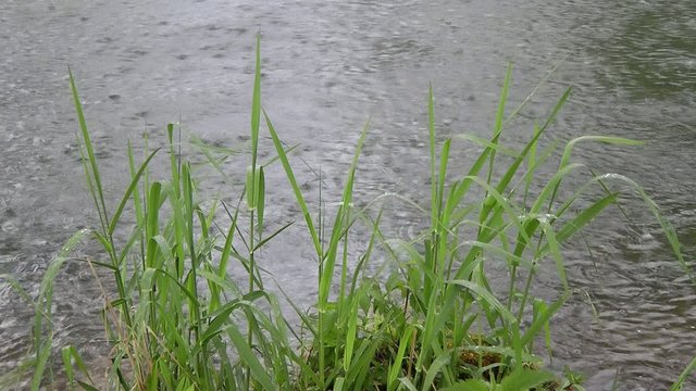 Regenwetter mit Schilf - Video - Rainy Day