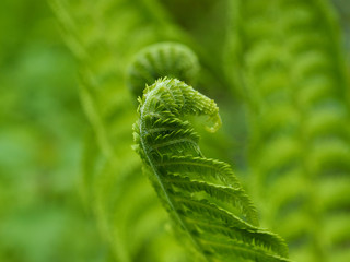 Fern