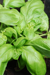 Dal mio orto privato: basilico