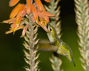 Hummingbird Feeding On An Aloe
